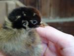 barnevelders dubbelgezoomd bruin kuikens
